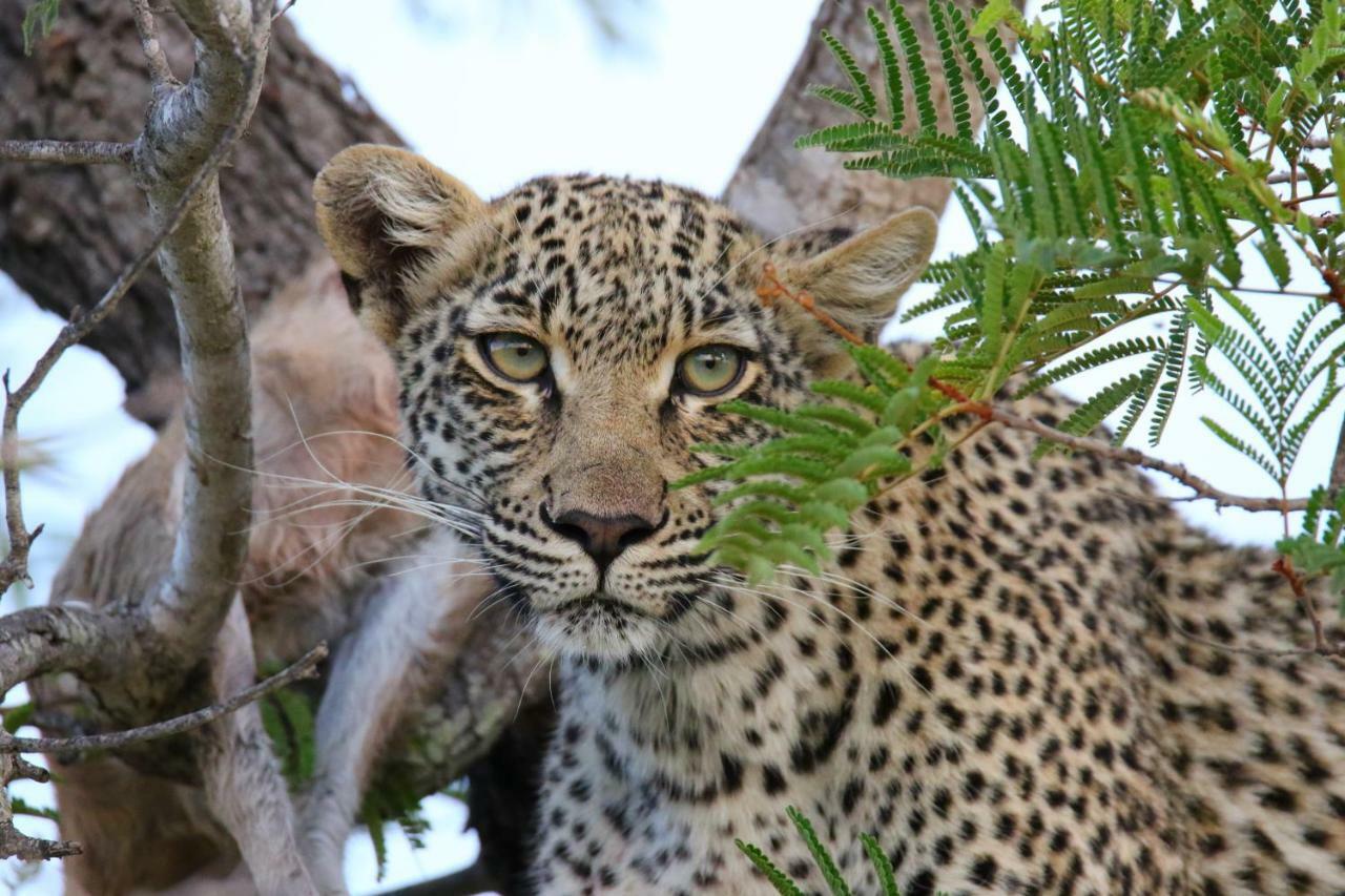 Готель Parsons Hilltop Safari Camp Заповідник Балуле Екстер'єр фото